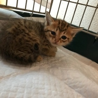 2ヶ月キジトラメス