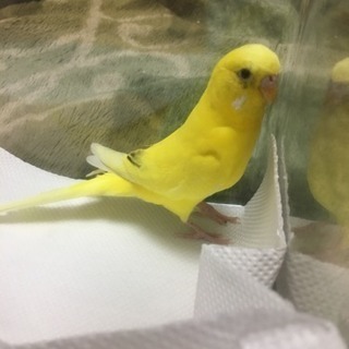 インコ
