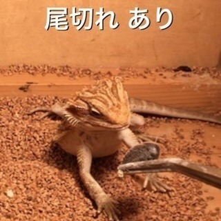 話し合い中の為募集停止！！フトアゴヒゲトカゲ ヤング 