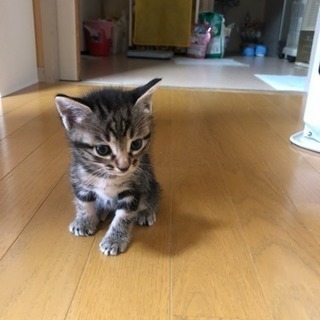 仔猫の里親さんになってくれる方探してます