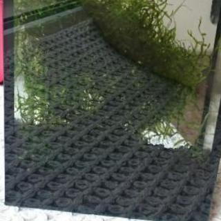 水草、ウィローモス？差し上げます！の画像