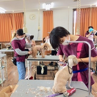 人気あり！日曜フリータイム制トリミング技術習得コースがスタート！募集中！神戸愛犬美容専門学院の画像