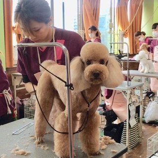人気あり！日曜フリータイム制トリミング技術習得コースがスタート！募集中！神戸愛犬美容専門学院の画像