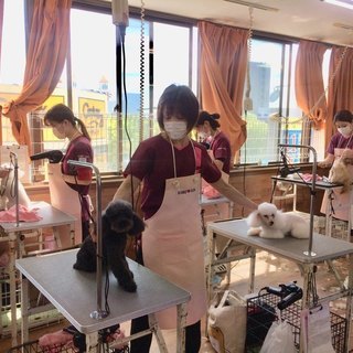 人気あり！日曜フリータイム制トリミング技術習得コースがスタート！募集中！神戸愛犬美容専門学院の画像