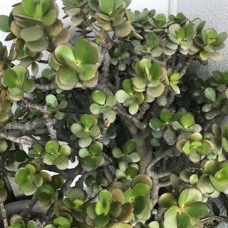 金のなる木 株分けます