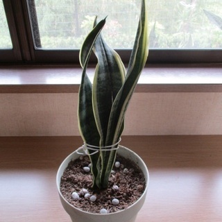 観葉植物 サンセベリア  