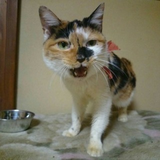 スリスリ好きのオシャレ三毛ちゃん