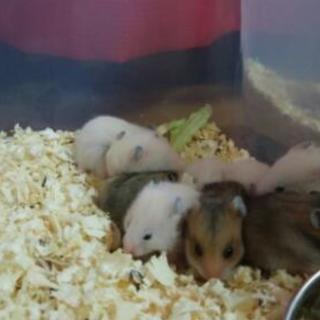 可愛がってくれる方！