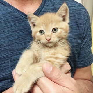 «保護猫»茶トラ♀