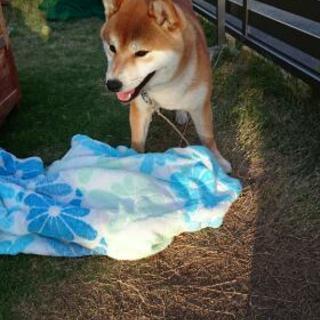 柴犬のグループ
