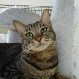 お願いします