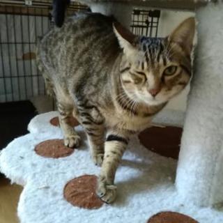 1歳のオスです