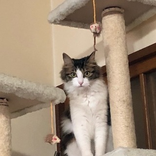 迷いねこ探してます