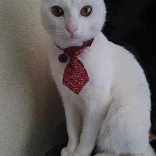 【迷い猫。荒川区荒川三丁目付近】