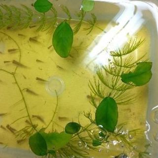 金魚の赤ちゃん