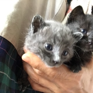 子猫【黒猫（メス）とグレー（オス）】の里親募集です。