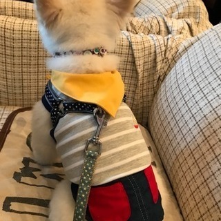 犬友募集☆
