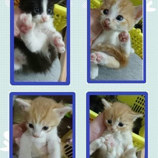 生後1ヶ月半の子猫ちゃん達😺