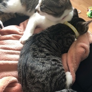 里親募集します💦