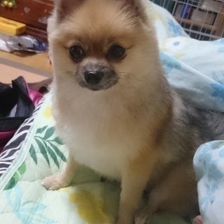 ポメラニアンメス5歳