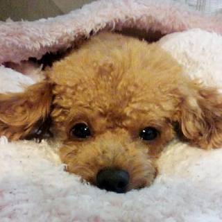 週1日からでも大丈夫！ 女性でも運転好きな方！大募集！の画像