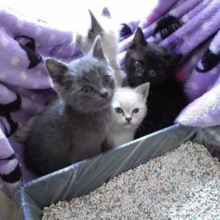 毎年同じところに子猫が捨てられてます。