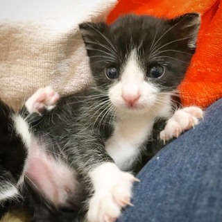 ★可愛い子猫★白黒★モーモーズ５きょうだい