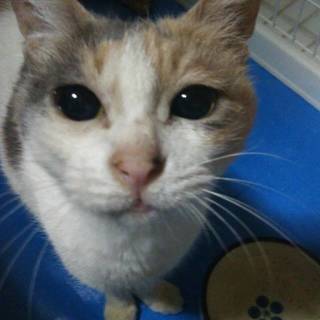さつき　甘えん坊　メス