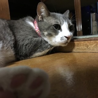 10歳オス - 猫
