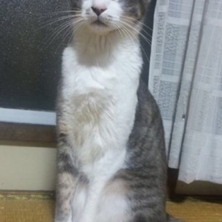10歳オス − 福岡県