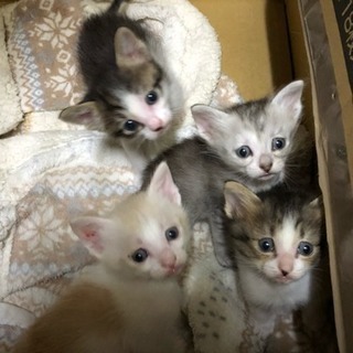 子猫の里親決まりました。m(_ _)m