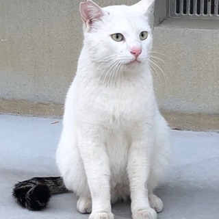 【里親様決まりました】人懐っこい甘えん坊な男のコ♪