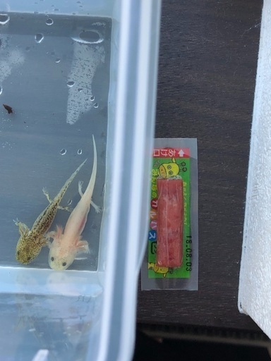 ウーパールーパー 稚魚２匹
