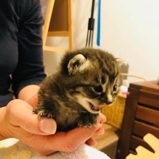 かわいい仔猫の里親さん探してます