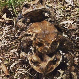 都内の公園でヒキガエルを捕獲する会のメンバー募集 - その他