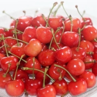 【短期】6/13〜 2週間！手取り２０万円！山形さくらんぼ集荷作業。の画像