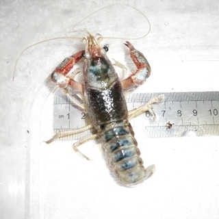 アメリカザリガニ　タイゴースト　稚ザリ 若ザリ 2.5cm～5cmくらい　1匹￥500の画像