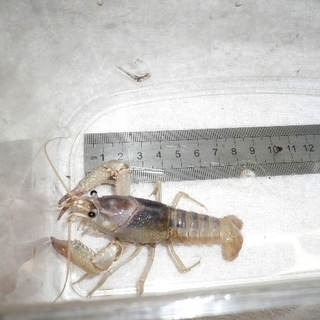 アメリカザリガニ　タイゴースト　稚ザリ 若ザリ 2.5cm～5cmくらい　1匹￥500の画像