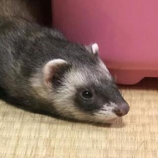 フェレットグルチャ入りませんか？ - 文京区