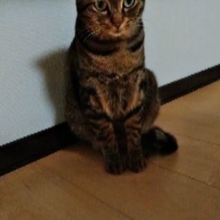2歳の兄弟(オス)