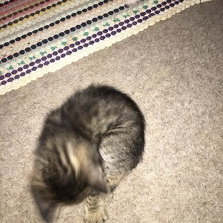 里親募集