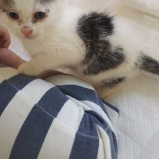 生後20日？ 子猫の里親募集してます！