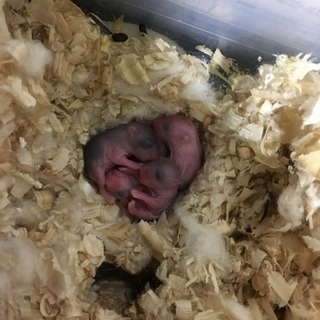 ジャンガリアンハムスター飼ってくれる方探してます