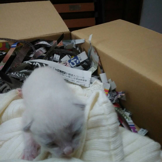 真っ白な生まれたての子猫