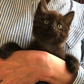 生後1ヶ月半の仔猫ちゃん里親募集