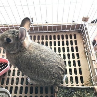 ウサギの里親募集