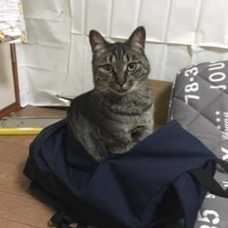 2歳の雑種 オス猫(去勢済)  里親急募(T_T)