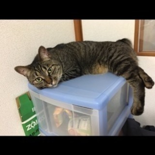 2歳の雑種 オス猫(去勢済)  里親急募(T_T) - 木更津市