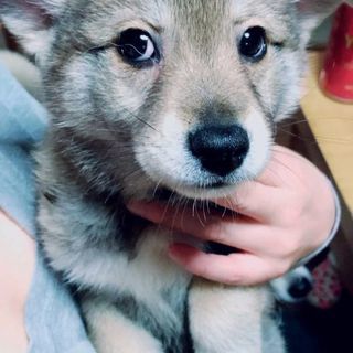 子犬