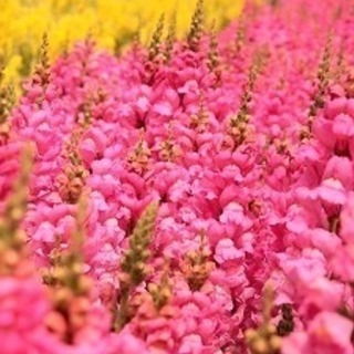 同世代お友達お待ちしております♪
